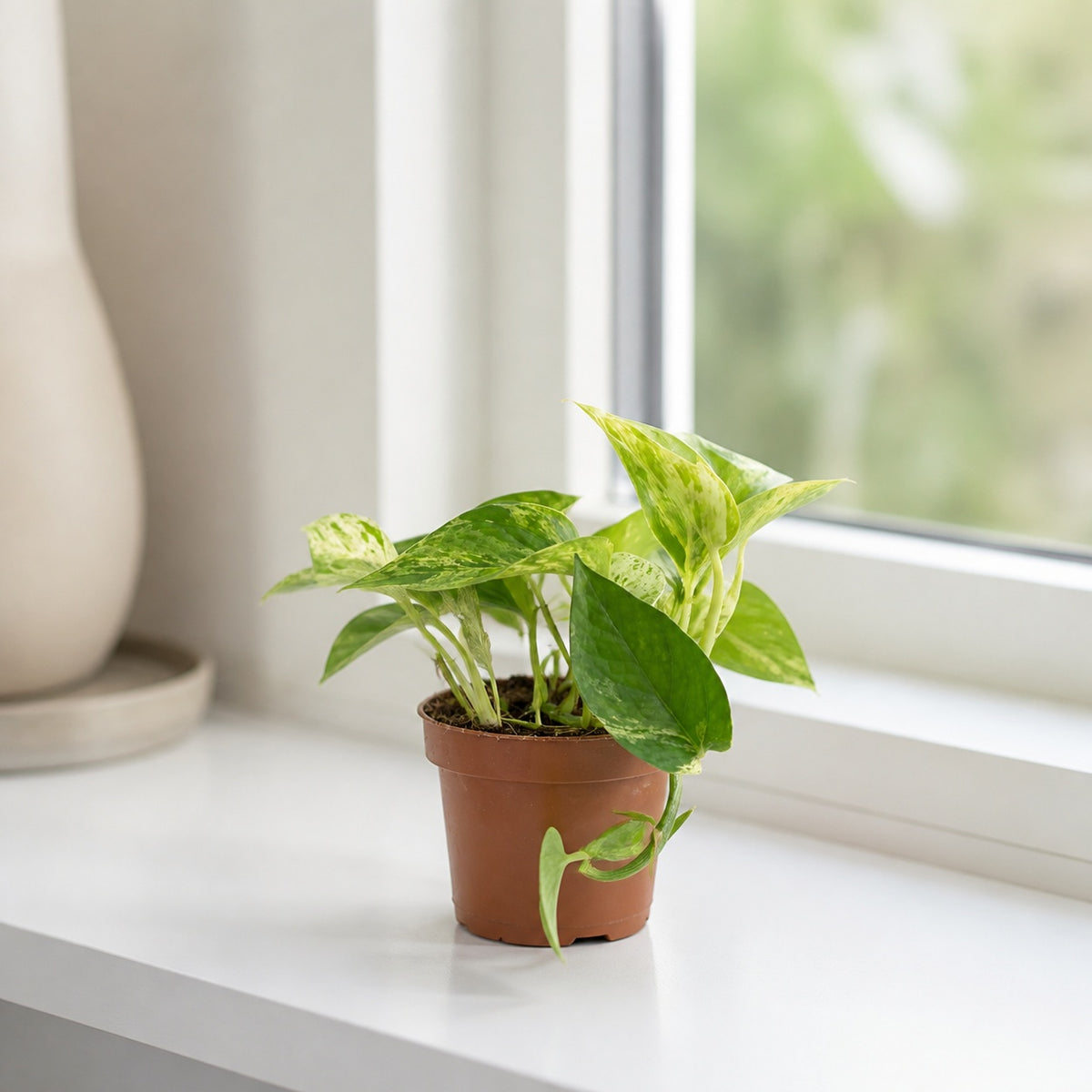 Efeutute - Epipremnum aureum - Höhe ca. 15 cm, Topf-Ø 12 cm