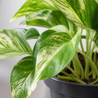 Efeutute - Epipremnum aureum - Höhe ca. 15 cm, Topf-Ø 12 cm