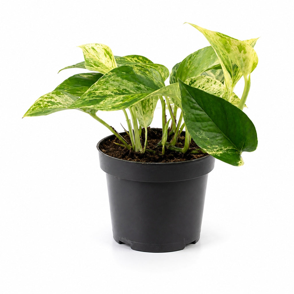 Efeutute - Epipremnum aureum - Höhe ca. 15 cm, Topf-Ø 12 cm