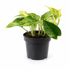 Efeutute - Epipremnum aureum - Höhe ca. 15 cm, Topf-Ø 12 cm