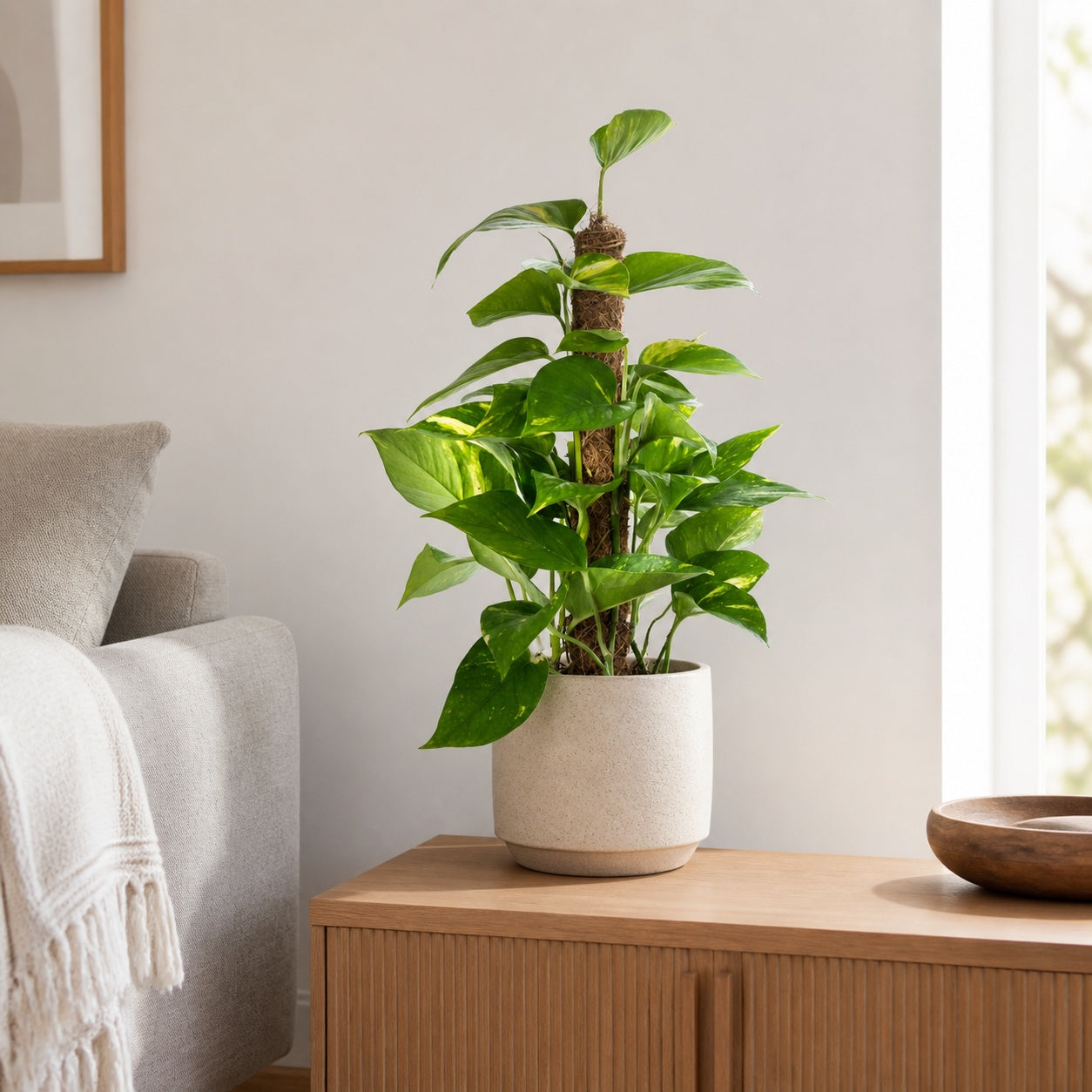 Efeutute am Moosstab - Epipremnum aureum - Höhe ca. 50 cm, Topf-Ø 15 cm