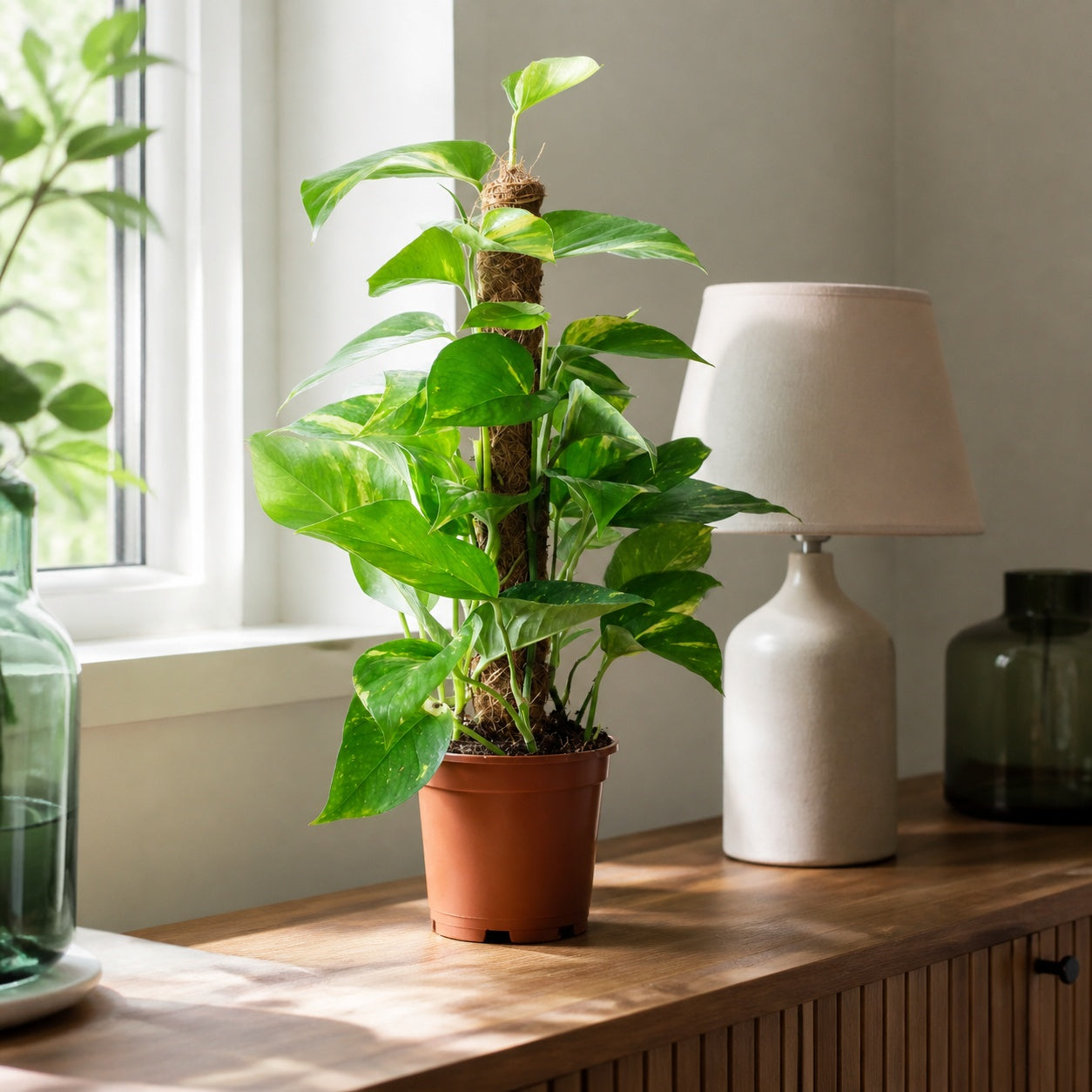 Efeutute am Moosstab - Epipremnum aureum - Höhe ca. 50 cm, Topf-Ø 15 cm