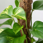 Efeutute am Moosstab - Epipremnum aureum - Höhe ca. 50 cm, Topf-Ø 15 cm