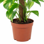 Efeutute am Moosstab - Epipremnum aureum - Höhe ca. 50 cm, Topf-Ø 15 cm