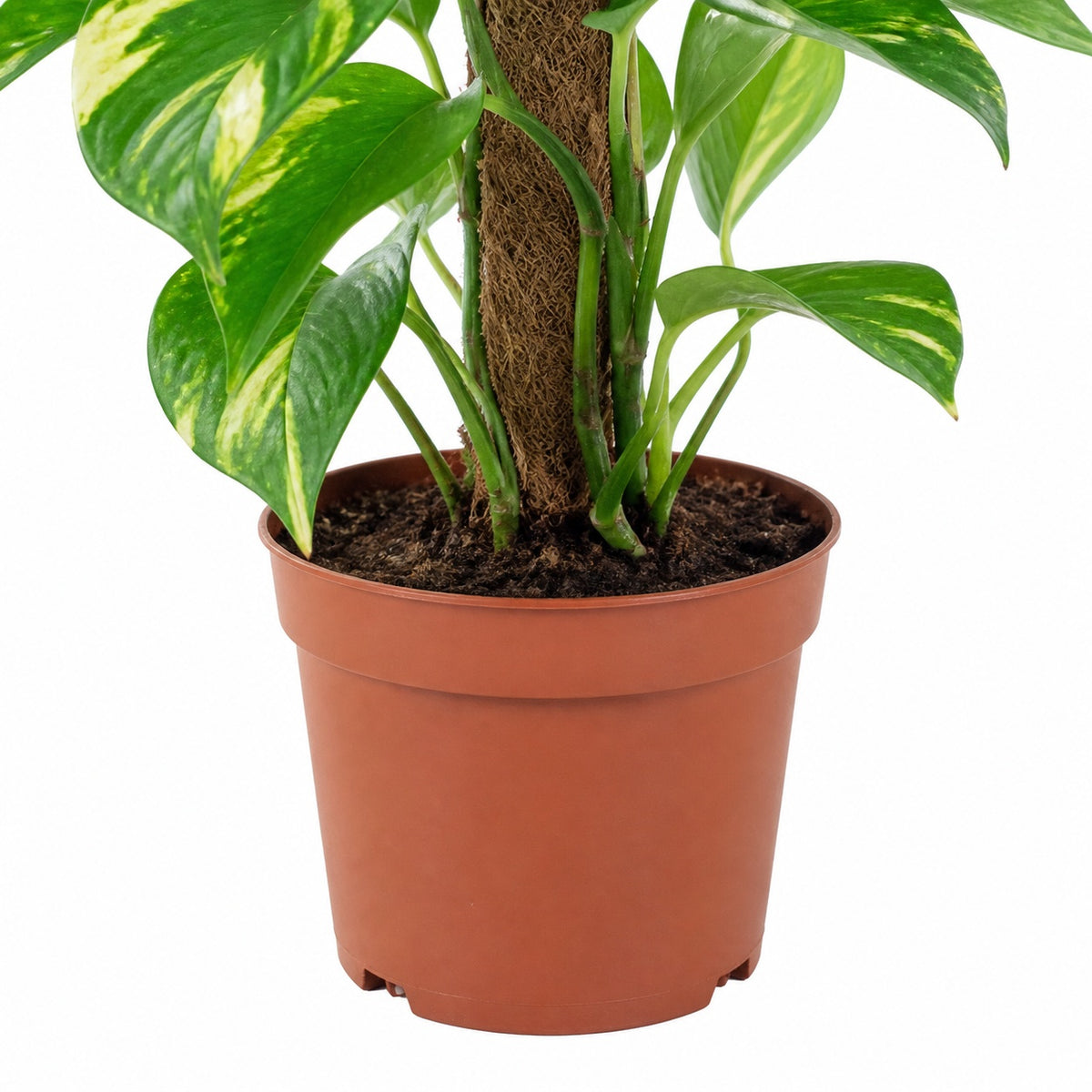 Efeutute am Moosstab - Epipremnum aureum - Höhe ca. 50 cm, Topf-Ø 15 cm