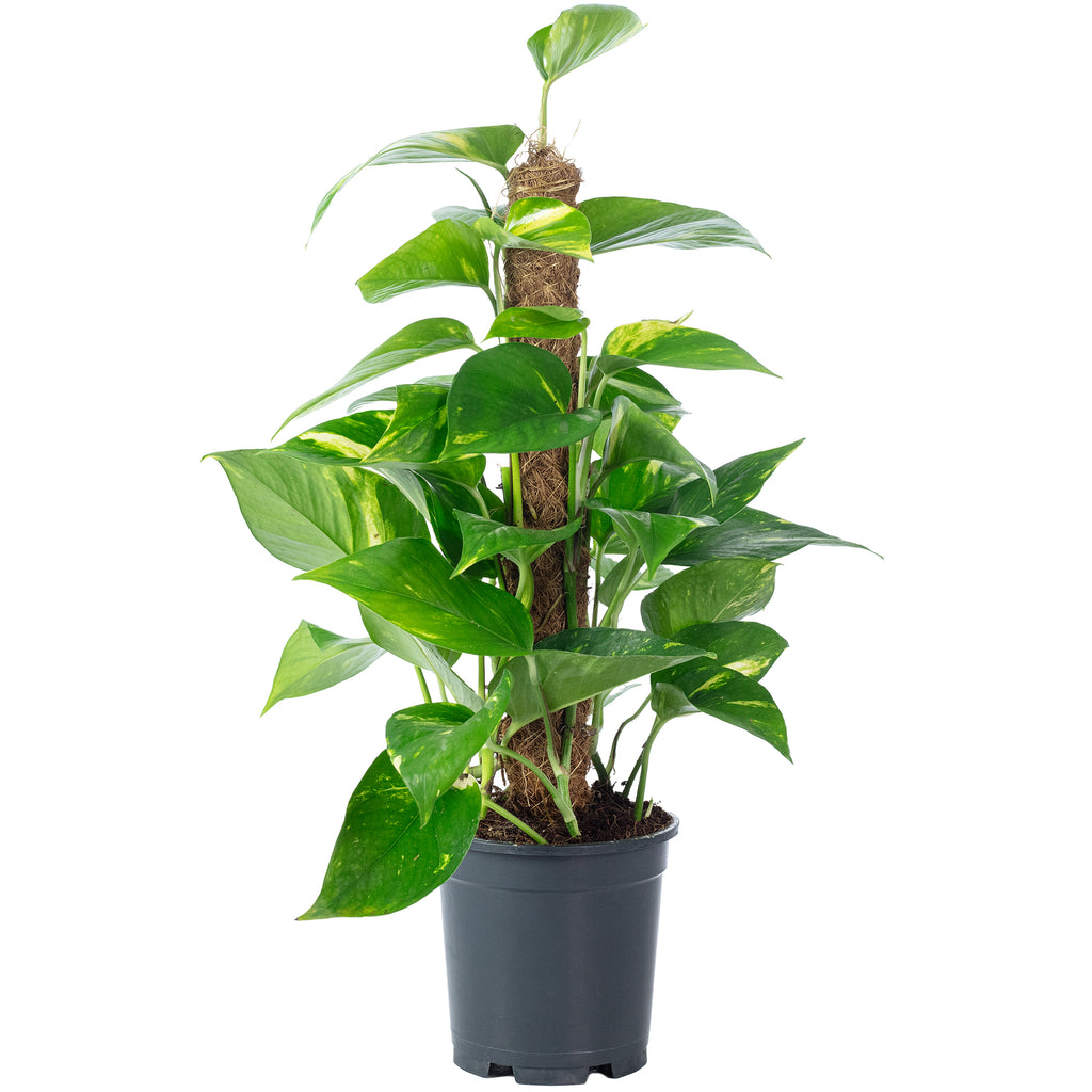 Efeutute am Moosstab - Epipremnum aureum - 50 cm