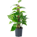 Efeutute am Moosstab - Epipremnum aureum - 50 cm
