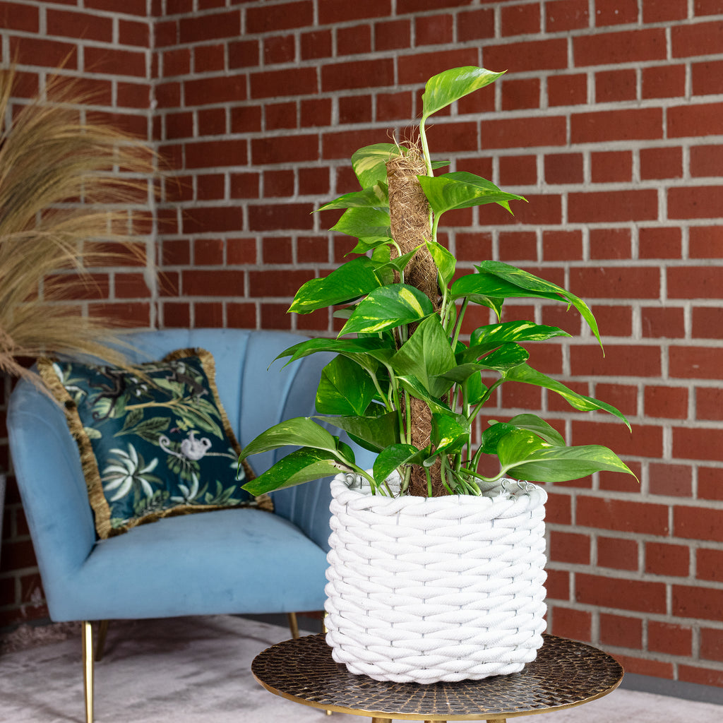Efeutute am Moosstab - Epipremnum aureum - 50 cm