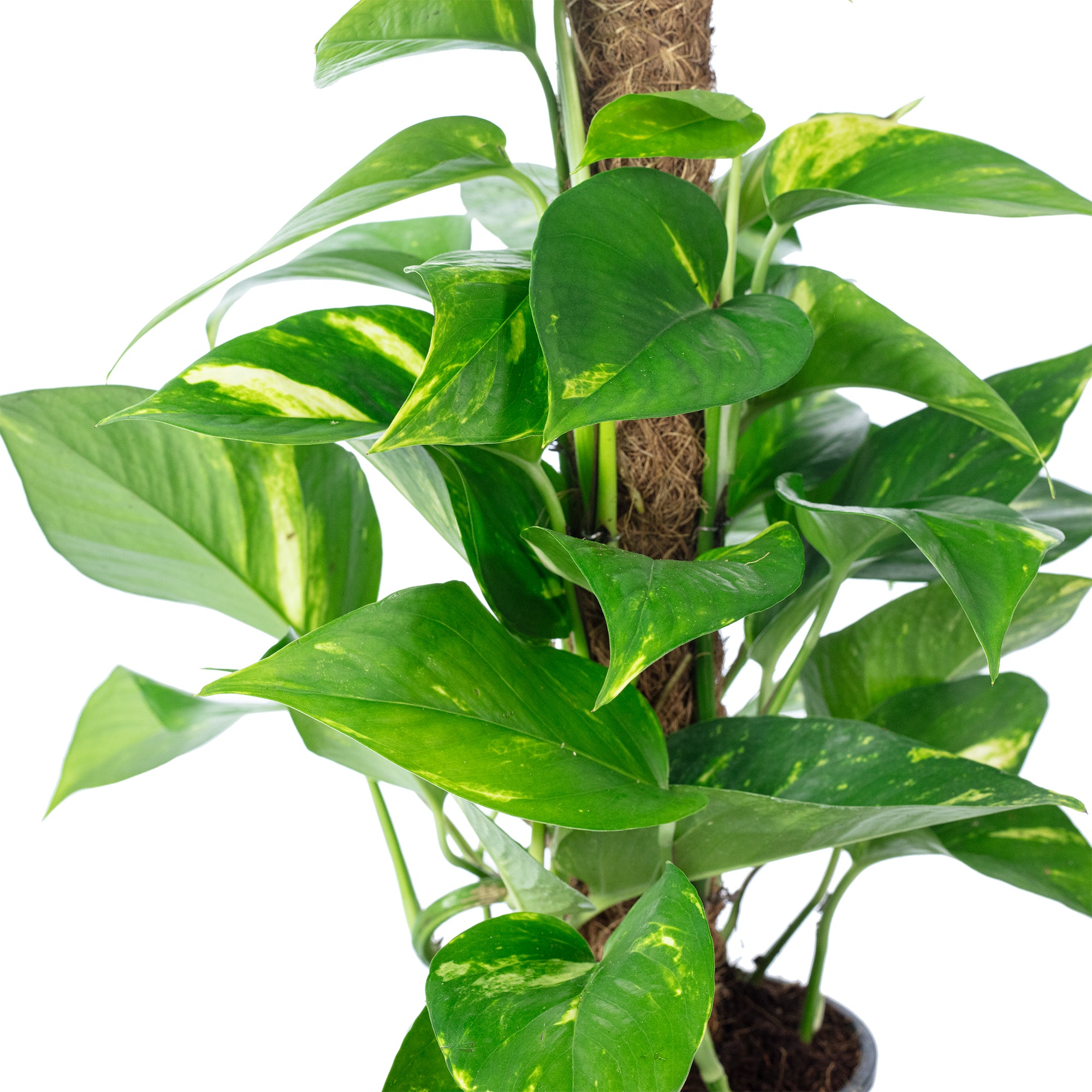 Efeutute am Moosstab - Epipremnum aureum - 50 cm