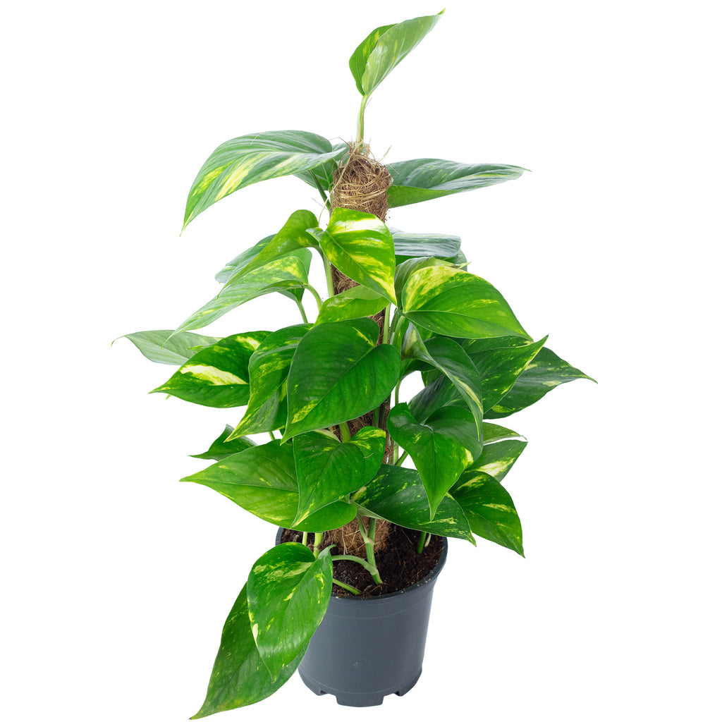 Efeutute am Moosstab - Epipremnum aureum - 50 cm