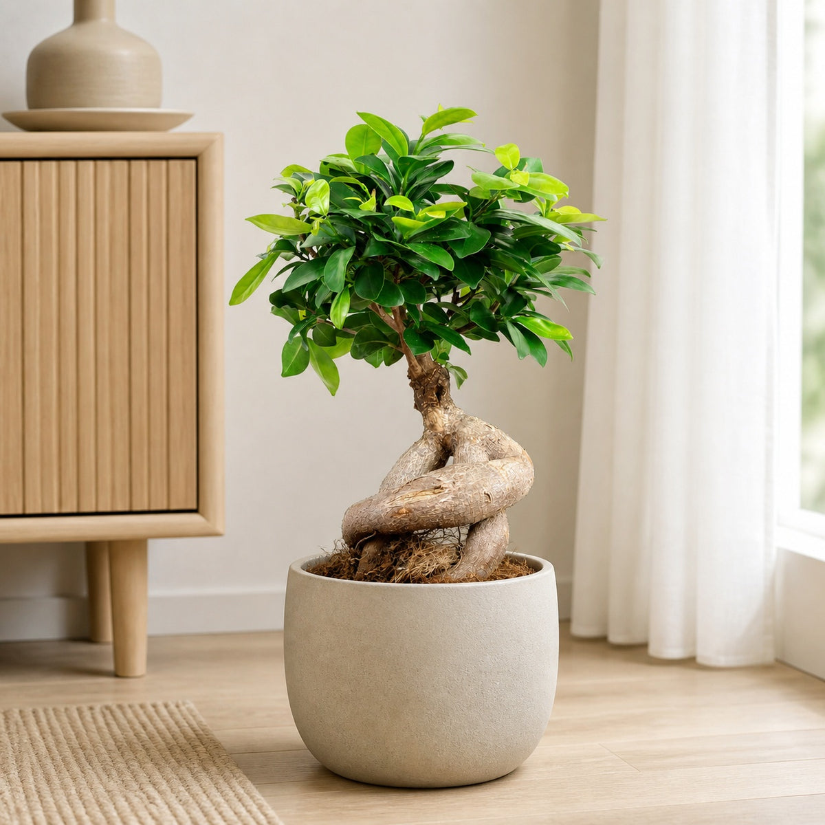 Chinesische Feige - Ficus Ginseng - Höhe ca. 40 cm, Topf-Ø 17 cm