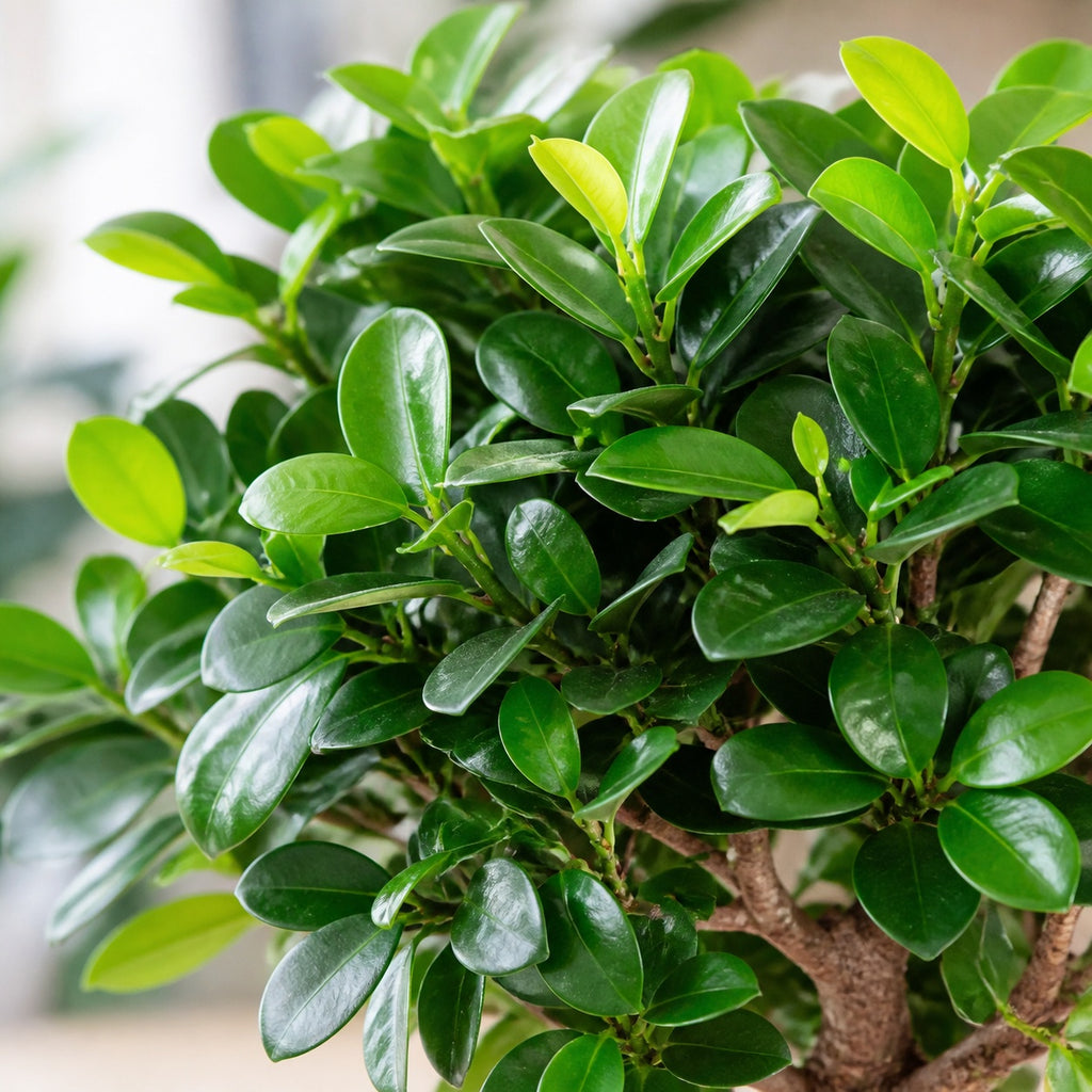 Chinesische Feige - Ficus Ginseng - Höhe ca. 40 cm, Topf-Ø 17 cm