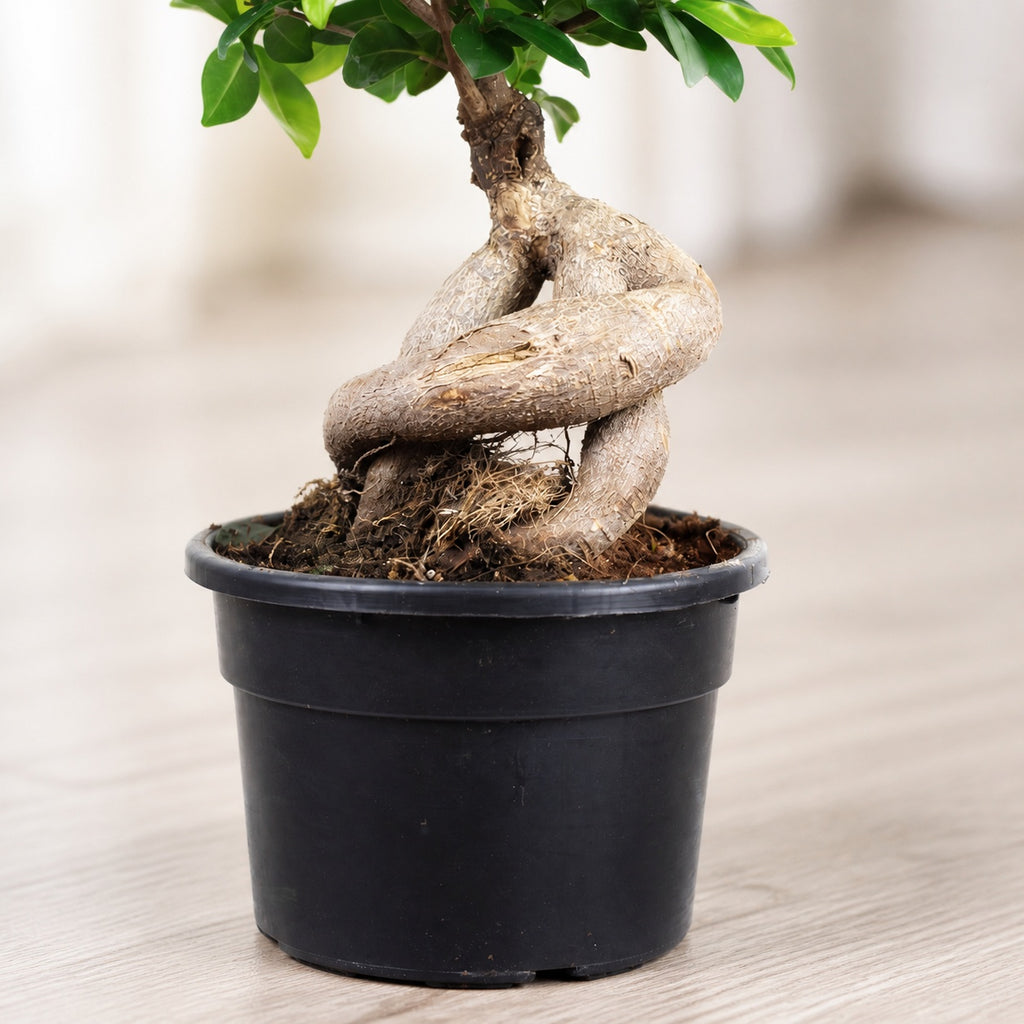 Chinesische Feige - Ficus Ginseng - Höhe ca. 40 cm, Topf-Ø 17 cm