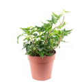 Gemeiner Efeu grün - Hedera helix - Höhe ca. 15 cm, Topf-Ø 9 cm