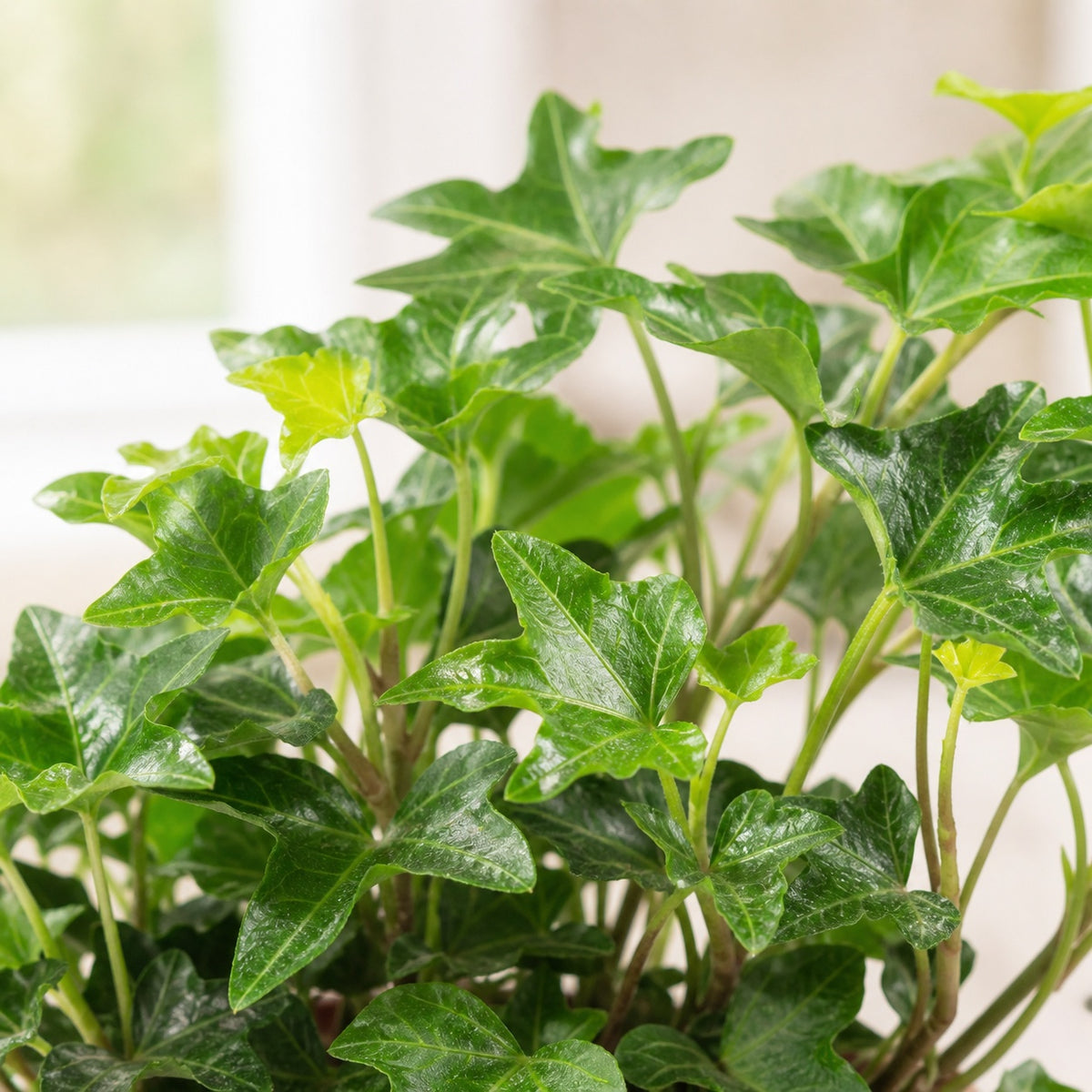 Gemeiner Efeu grün - Hedera helix - Höhe ca. 15 cm, Topf-Ø 9 cm