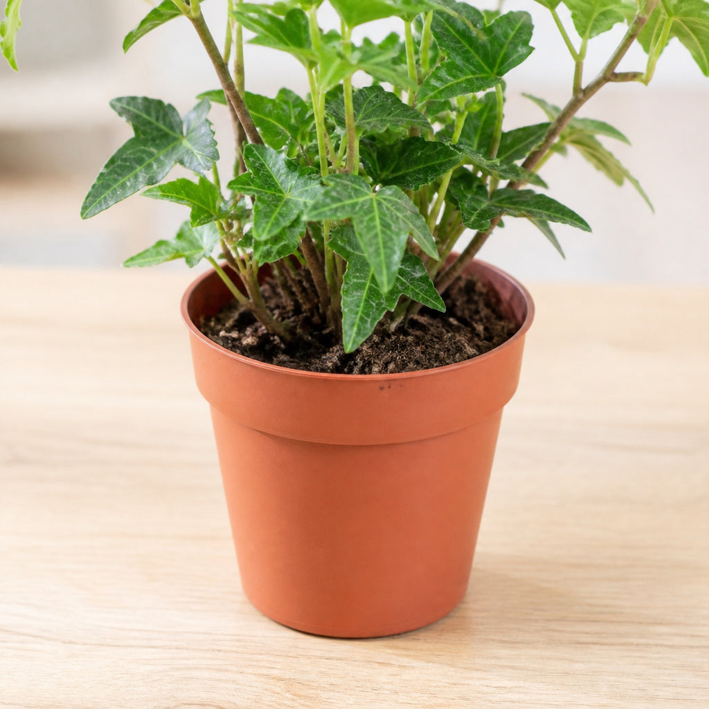 Gemeiner Efeu grün - Hedera helix - Höhe ca. 15 cm, Topf-Ø 9 cm