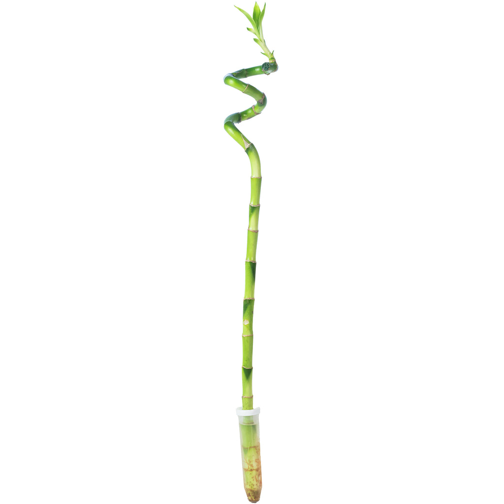 Glücksbambus 'Lucky Bamboo' spiralförmiger Stengel, im Röhrchen - Dracaena Sanderiana - 50 cm