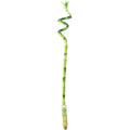 Glücksbambus 'Lucky Bamboo' spiralförmiger Stengel, im Röhrchen - Dracaena Sanderiana - 50 cm