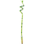 Glücksbambus 'Lucky Bamboo' spiralförmiger Stengel, im Röhrchen - Dracaena Sanderiana - 50 cm