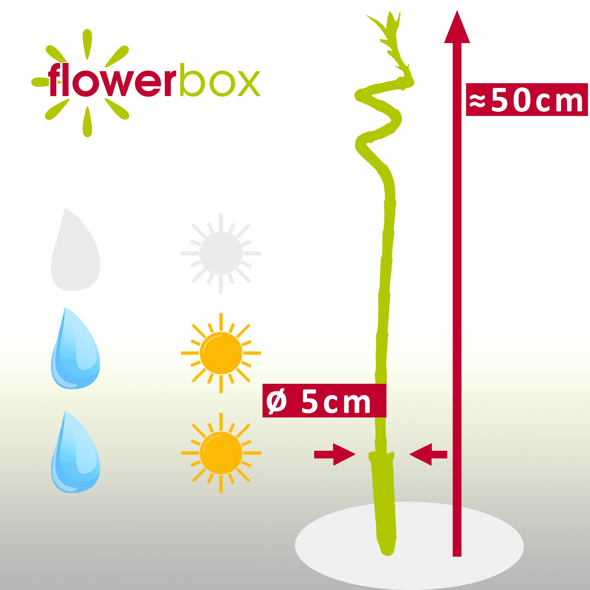 Glücksbambus 'Lucky Bamboo' spiralförmiger Stengel, im Röhrchen - Dracaena Sanderiana - 50 cm