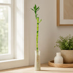 Glücksbambus "Lucky Bamboo" gerader Stengel, im Röhrchen - Dracaena Sanderiana - Höhe ca. 50 cm, Topf-Ø 5 cm