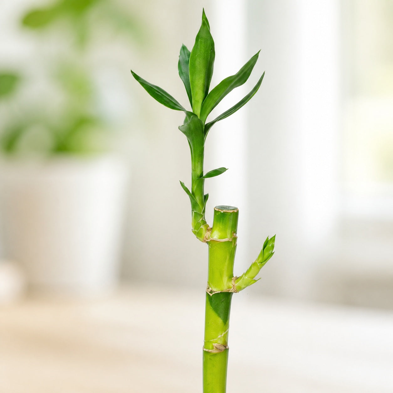 Glücksbambus "Lucky Bamboo" gerader Stengel, im Röhrchen - Dracaena Sanderiana - Höhe ca. 50 cm, Topf-Ø 5 cm