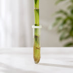 Glücksbambus "Lucky Bamboo" gerader Stengel, im Röhrchen - Dracaena Sanderiana - Höhe ca. 50 cm, Topf-Ø 5 cm