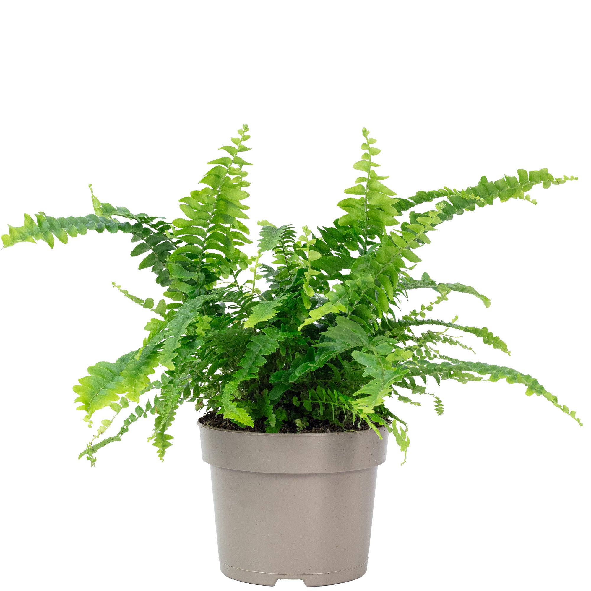 Schwertfarn "Green Lady" - Nephrolepis - Höhe ca. 35 cm, Topf-Ø 12 cm