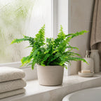 Schwertfarn "Green Lady" - Nephrolepis - Höhe ca. 35 cm, Topf-Ø 12 cm