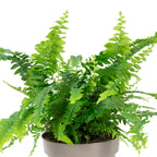 Schwertfarn "Green Lady" - Nephrolepis - Höhe ca. 35 cm, Topf-Ø 12 cm