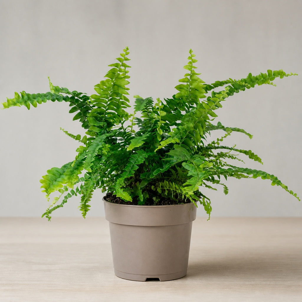 Schwertfarn "Green Lady" - Nephrolepis - Höhe ca. 35 cm, Topf-Ø 12 cm