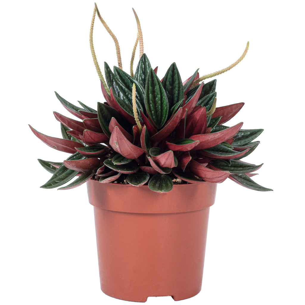 Zwergpfeffer 'Smit Rosso' - Peperomia - 15 cm