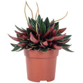Zwergpfeffer 'Smit Rosso' - Peperomia - 15 cm