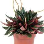 Zwergpfeffer 'Smit Rosso' - Peperomia - 15 cm