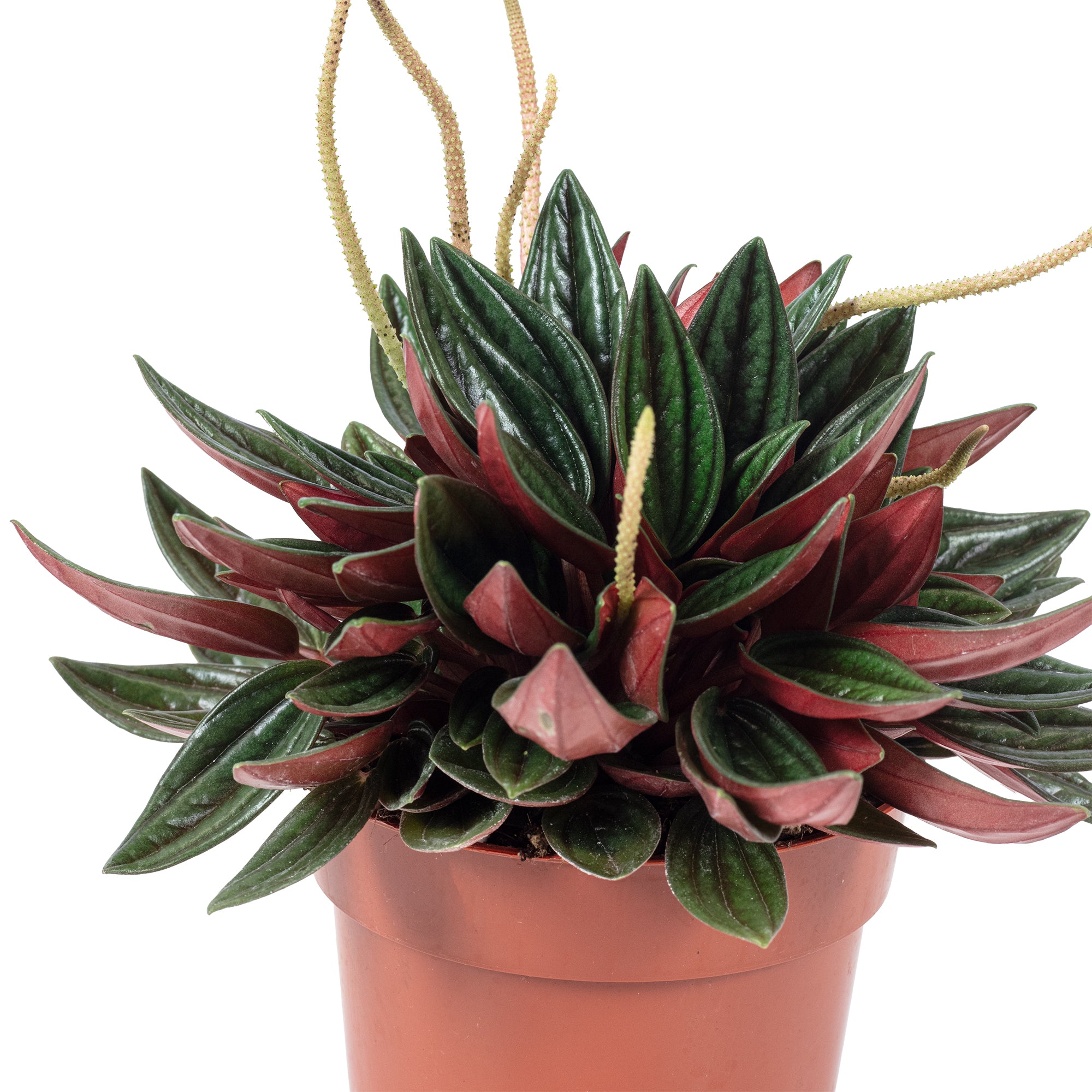 Zwergpfeffer 'Smit Rosso' - Peperomia - 15 cm