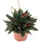 Zwergpfeffer 'Smit Rosso' - Peperomia - 15 cm