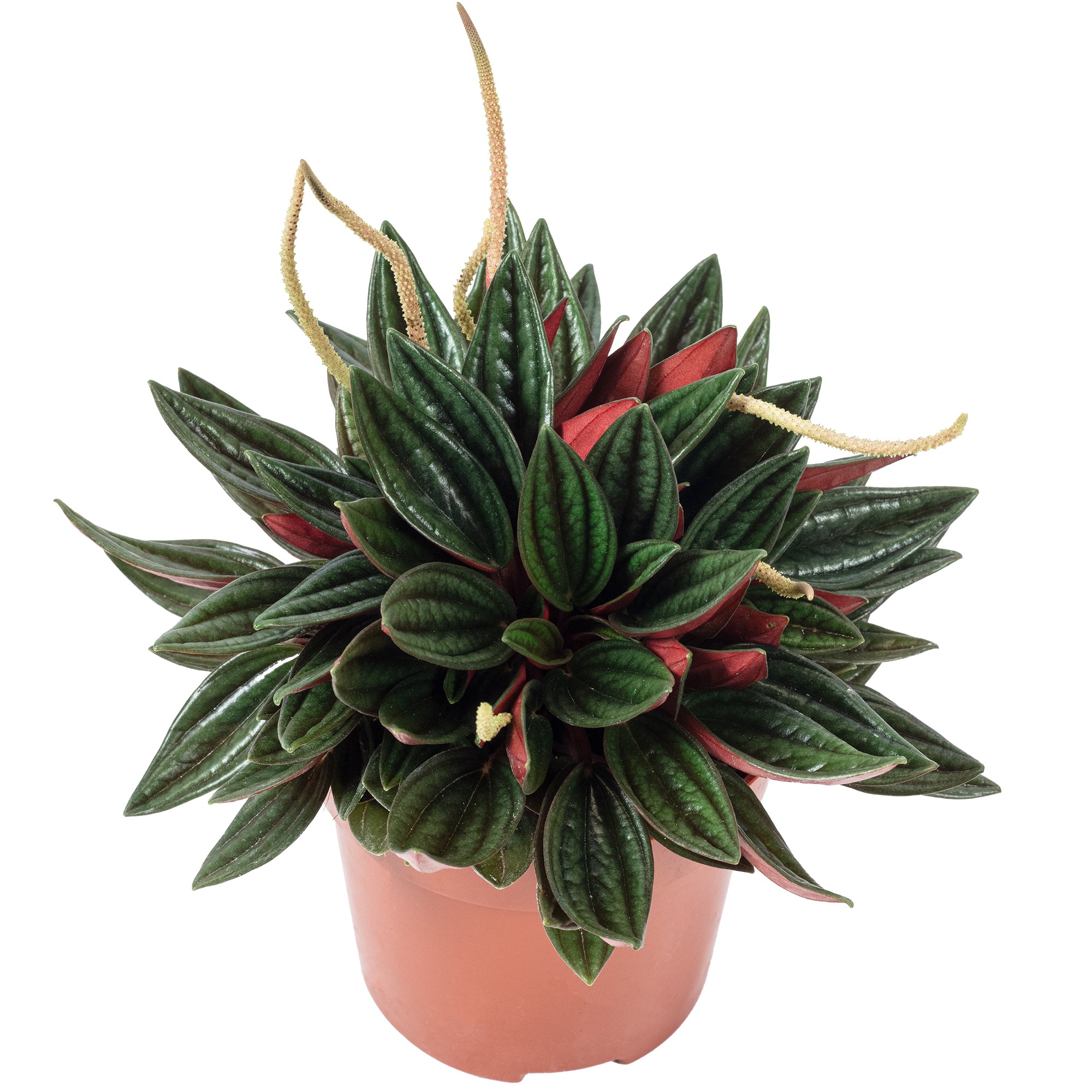 Zwergpfeffer 'Smit Rosso' - Peperomia - 15 cm