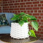 Baumfreund - Philodendron scandens - Höhe ca. 20 cm, Topf-Ø 12 cm