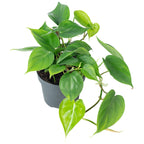 Baumfreund - Philodendron scandens - Höhe ca. 20 cm, Topf-Ø 12 cm