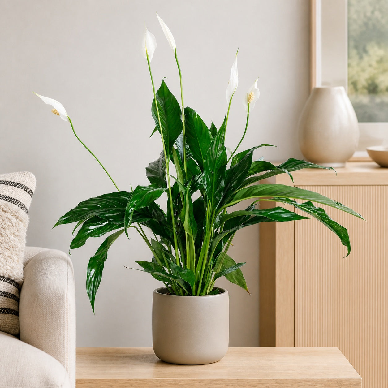 Einblatt 3-5 Blüten/Knospen - Spathiphyllum - Höhe ca. 50 cm, Topf-Ø 13 cm
