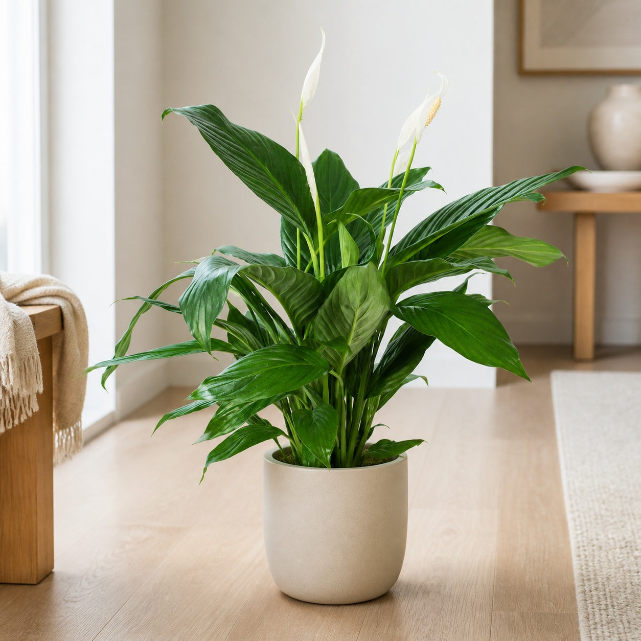 Einblatt 4-8 Blüten/Knospen - Spathiphyllum - Höhe ca. 70 cm, Topf-Ø 17 cm