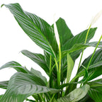 Einblatt 4-8 Blüten/Knospen - Spathiphyllum - Höhe ca. 70 cm, Topf-Ø 17 cm