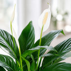Einblatt 4-8 Blüten/Knospen - Spathiphyllum - Höhe ca. 70 cm, Topf-Ø 17 cm