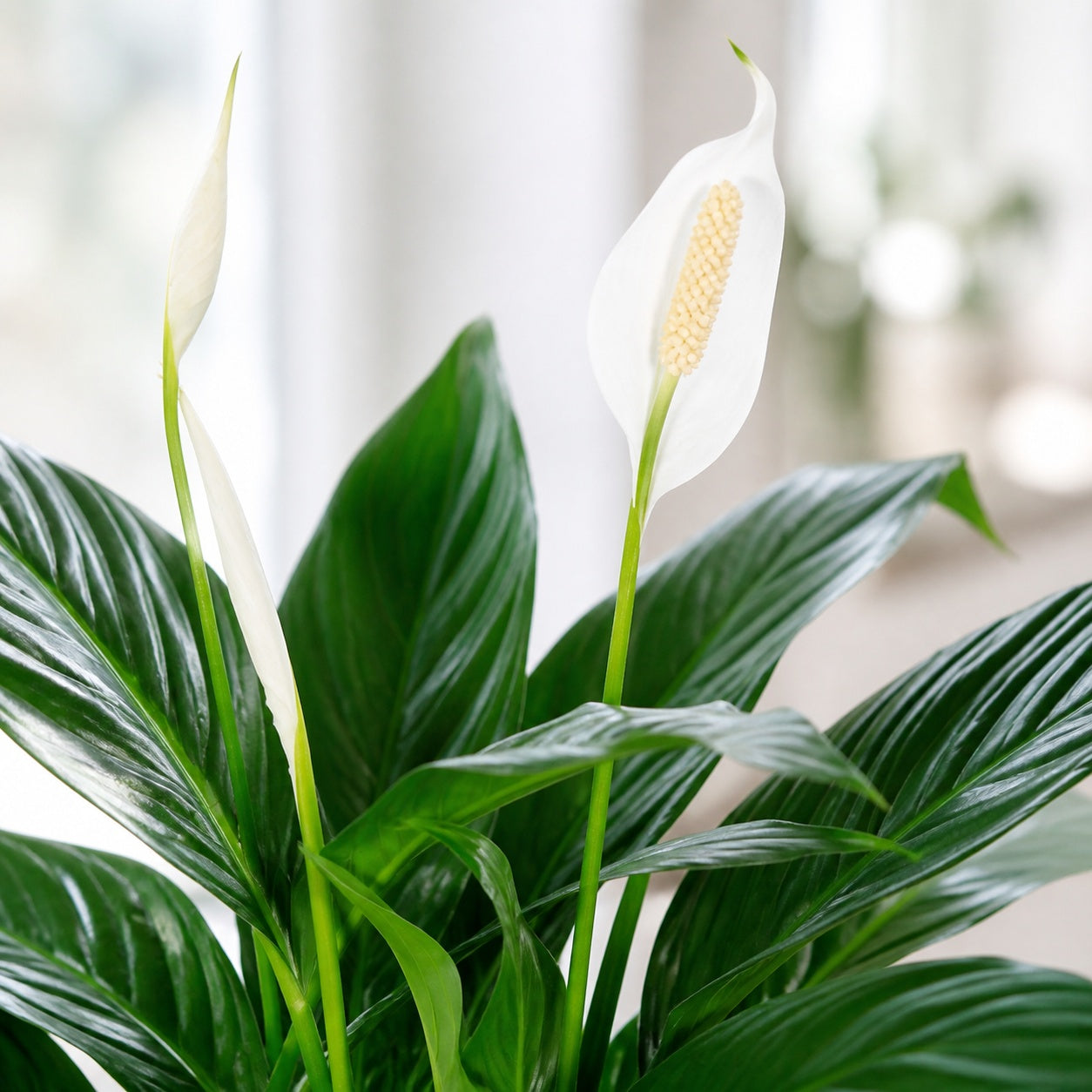 Einblatt 4-8 Blüten/Knospen - Spathiphyllum - Höhe ca. 70 cm, Topf-Ø 17 cm