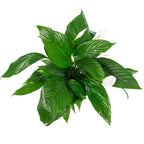 Einblatt 4-8 Blüten/Knospen - Spathiphyllum - Höhe ca. 70 cm, Topf-Ø 17 cm