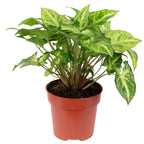 Purpurtute 'Arrow' - Syngonium 'Arrow' - 25 cm