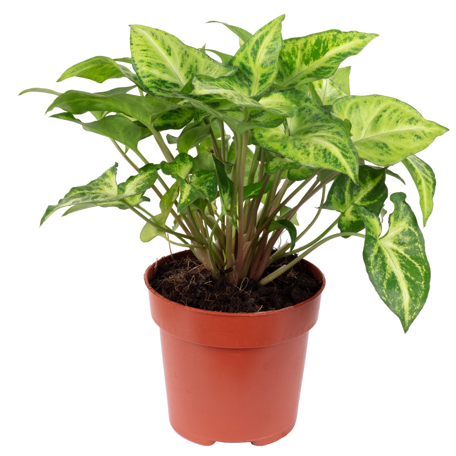Purpurtute 'Arrow' - Syngonium 'Arrow' - 25 cm
