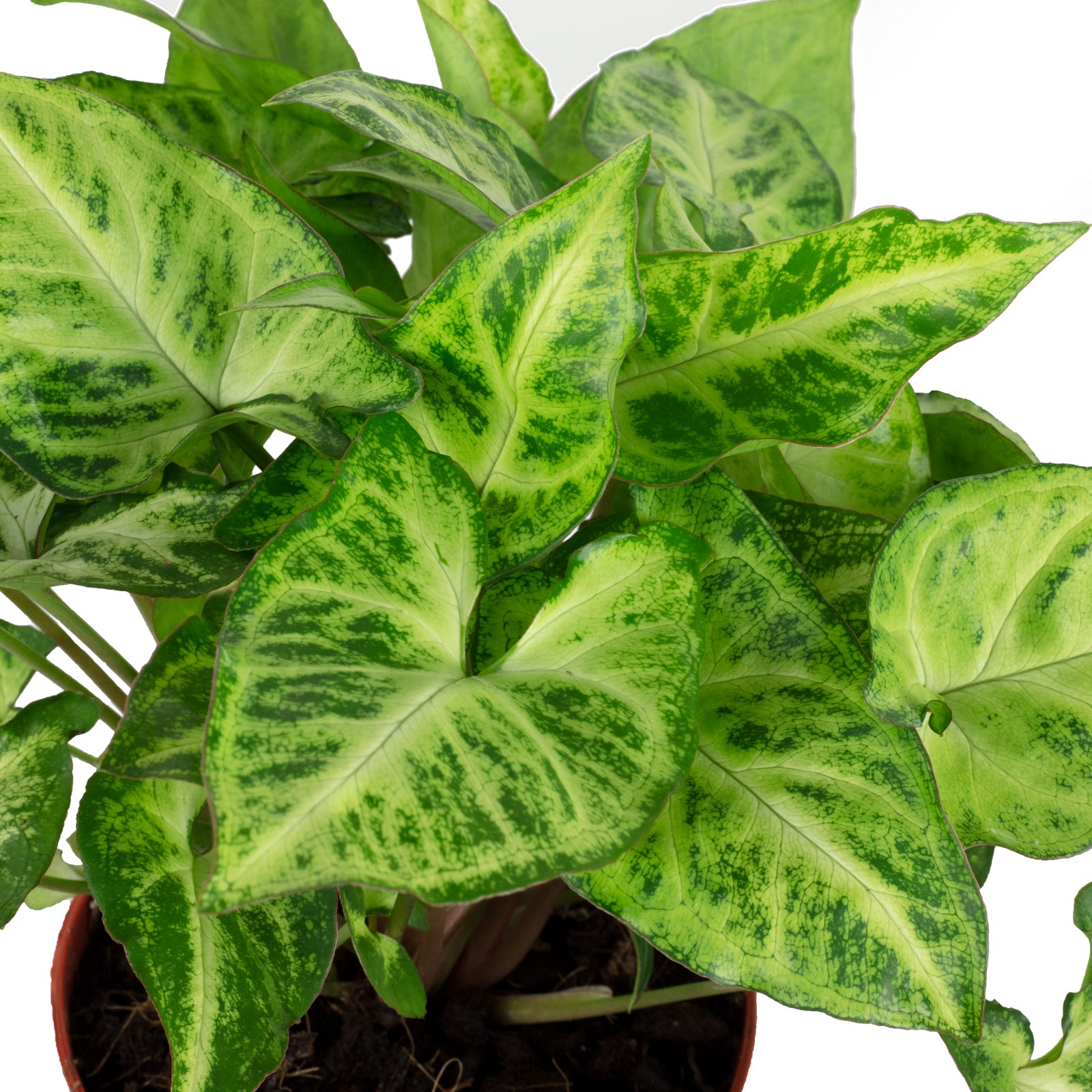 Purpurtute 'Arrow' - Syngonium 'Arrow' - 25 cm