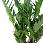 Glücksfeder - Zamioculcas zamiifolia 3+ - Höhe ca. 55 cm, Topf-Ø 17 cm