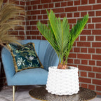 Palmfarn 6+ Wedel - Cycas revoluta - Höhe ca. 25 cm, Topf-Ø 12 cm